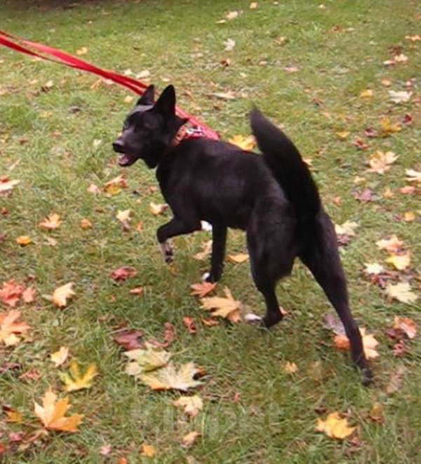 Собаки в Санкт-Петербурге: 02.10.2025 Найдена собака девочка Крупный черный метис Девочка, Бесплатно - фото 3