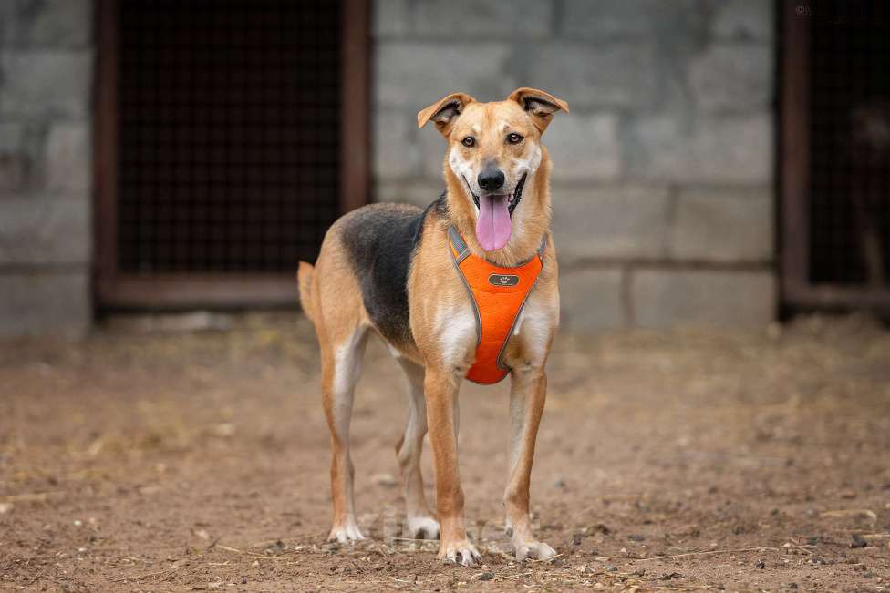 Собаки в Москве: Рональдо - с тонкой душевной организацией Мальчик, Бесплатно - фото 4