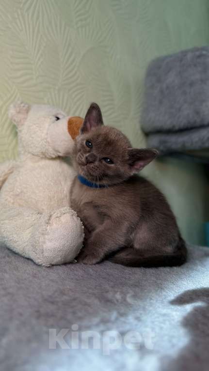 Кошки в Москве: Бурманский котенок Разнополые, 80 000 руб. - фото 5