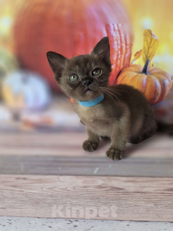 Кошки в других городах Ленинградской области: Бурманский котик Мальчик, 40 000 руб. - фото 1