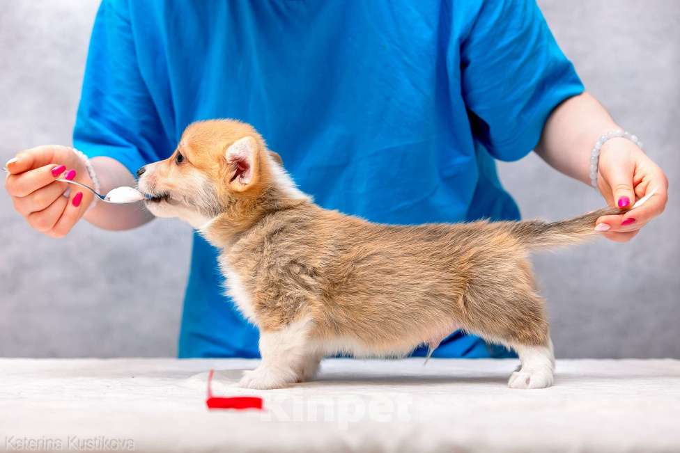 Собаки в Москве: Щенки вельш корги пемброк Мальчик, 55 000 руб. - фото 7