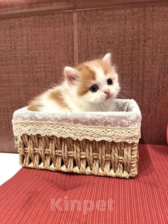 Кошки в других городах Московской области: Шотландские прямоухие котята Мальчик, 30 000 руб. - фото 2