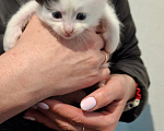 Кошки в Санкт-Петербурге: котята. коты и кошечки. есть пушистые. Разнополые, Бесплатно - фото 5
