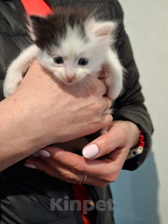 Кошки в Санкт-Петербурге: котята. коты и кошечки. есть пушистые. Разнополые, Бесплатно - фото 5
