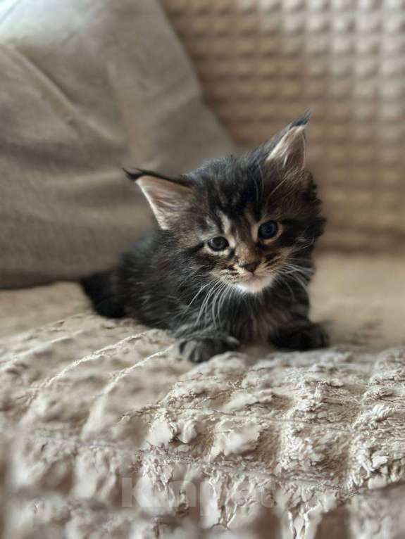 Кошки в Санкт-Петербурге: Мейн-кун чистокровные американцы Разнополые, 32 500 руб. - фото 4