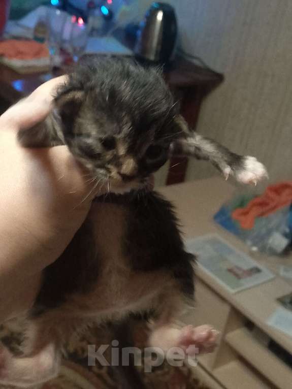 Кошки в Кирове: Фиолетовый (синий) Девочка, 2 500 руб. - фото 4