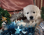 Собаки в Екатеринбурге: Щенки золотистого ретривера Мальчик, Бесплатно - фото 2