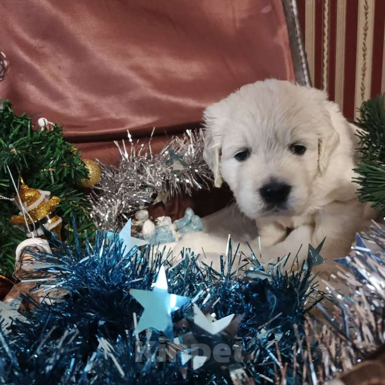 Собаки в Екатеринбурге: Щенки золотистого ретривера Мальчик, Бесплатно - фото 2