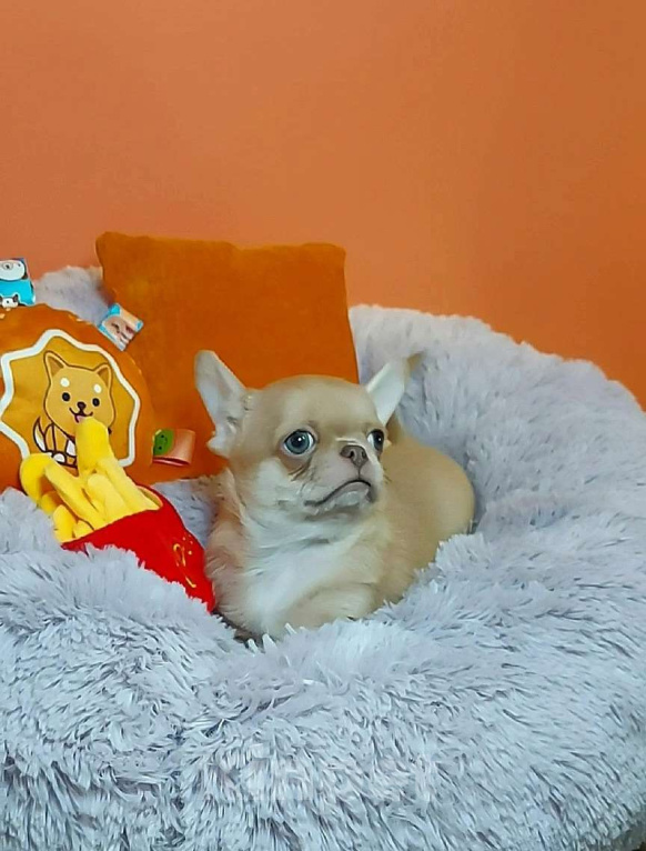 Собаки в Новосибирске: Изабелловый парнишка с лиловым носом в экстремальном типе! Мальчик, Бесплатно - фото 2