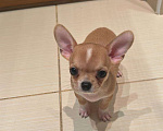 Собаки в Люберцах: Чихуахуа мини девочка  Девочка, 35 000 руб. - фото 1