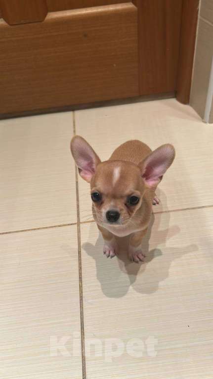 Собаки в Люберцах: Чихуахуа мини девочка  Девочка, 35 000 руб. - фото 1