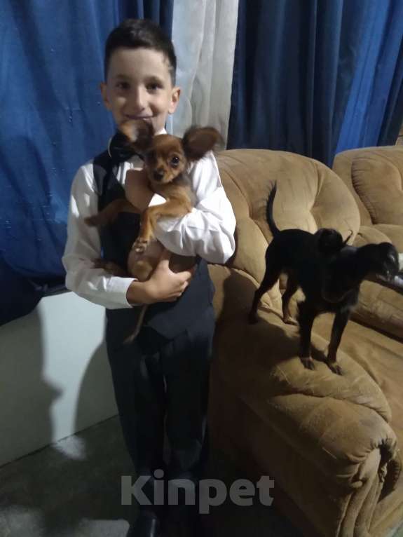 Собаки в Кыштыме: Русский той длинношёрстный щенок Мальчик, 25 000 руб. - фото 4