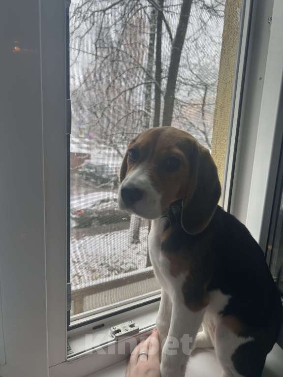 Собаки в Москве: Бигль девочка  Девочка, 10 000 руб. - фото 6