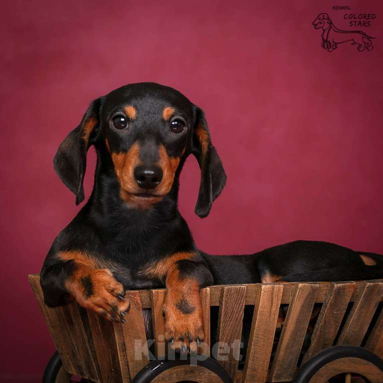 Собаки в Королеве: Мальчик кроличий.  Мальчик, 70 000 руб. - фото 4