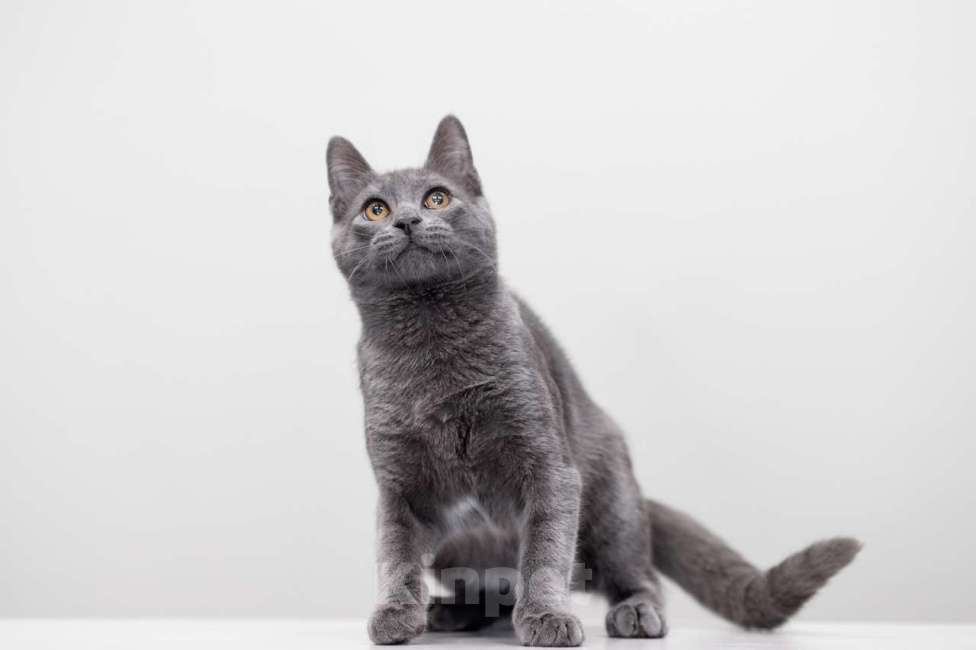 Кошки в Москве: Трюфель Мальчик, Бесплатно - фото 3