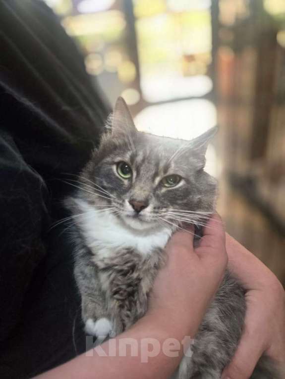 Кошки в Москве: Роскошный пушистый около-сибиряк Мальчик, Бесплатно - фото 4