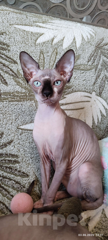 Кошки в Москве: Котята канадского сфинкса  Девочка, Бесплатно - фото 4