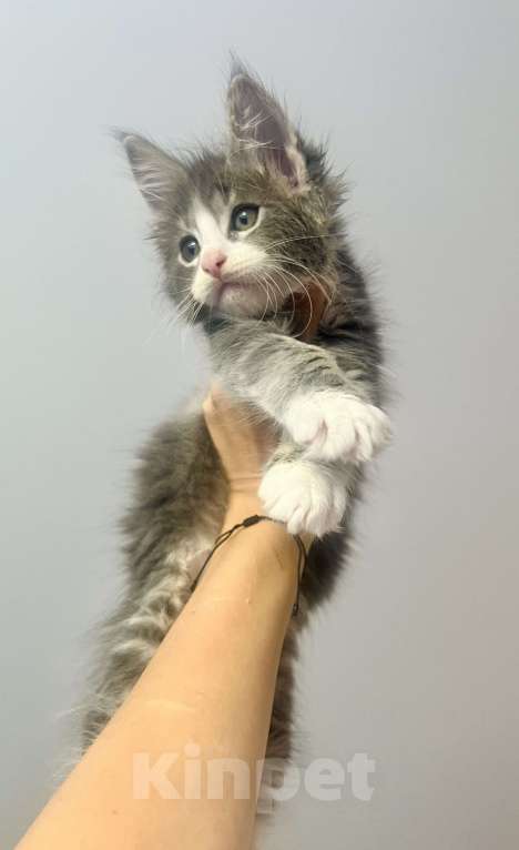 Кошки в Нижнекамске: Серый биколор Мальчик, 9 000 руб. - фото 2