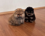 Собаки в Санкт-Петербурге: Мини мальчики померанского шпица , Бинго и Чарли Мальчик, 60 000 руб. - фото 3