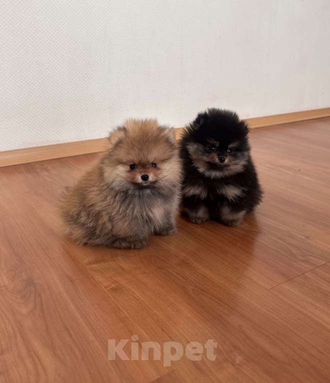 Собаки в Санкт-Петербурге: Мини мальчики померанского шпица , Бинго и Чарли Мальчик, 60 000 руб. - фото 3