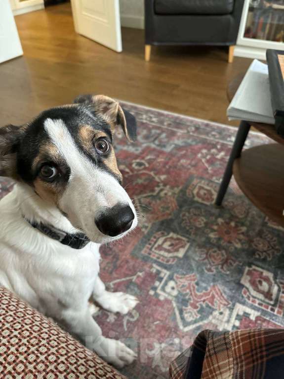 Собаки в Москве: Марвин, 8 месяцев Мальчик, Бесплатно - фото 1