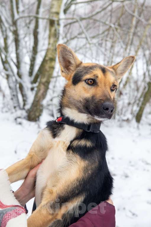 Собаки в Москве: Нежная квартирная девочка истосковалась в приюте Девочка, Бесплатно - фото 5