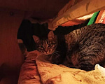 Кошки в Москве: Бабушкина кошка Варя ищет новый дом! Девочка, Бесплатно - фото 3