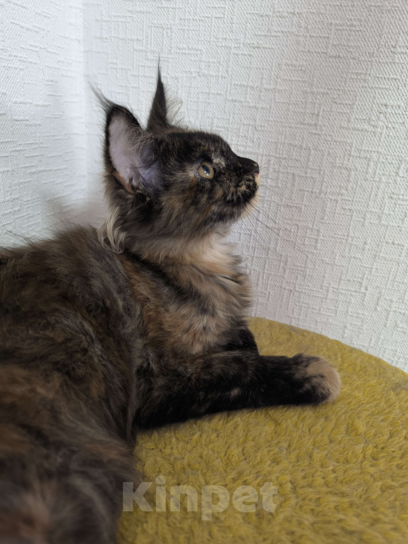 Кошки в Симферополе: Котята Мейн-кун Девочка, 15 000 руб. - фото 1