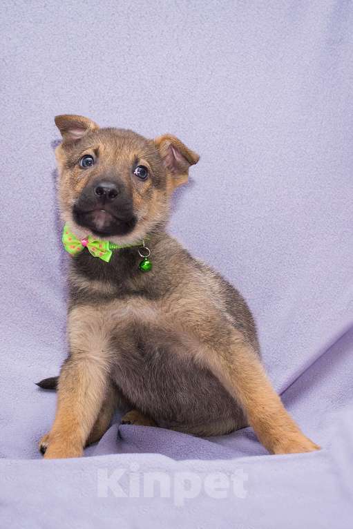 Собаки в Москве: Он не может быть ничей Мальчик, Бесплатно - фото 2