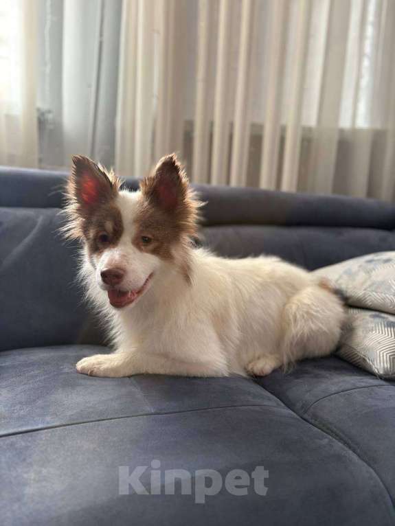 Собаки в Москве: Прелестная собачка Лиза в добрые руки Девочка, Бесплатно - фото 2