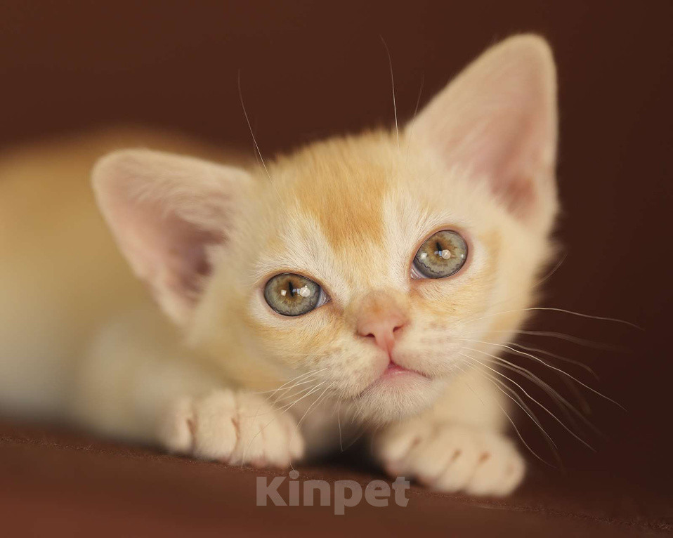 Кошки в Москве: Рыжий бурманский котик Мальчик, 100 000 руб. - фото 7