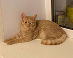 Кошки в Раменском: солнышко с янтарными глазами - котик Рыжик Мальчик, Бесплатно - фото 3