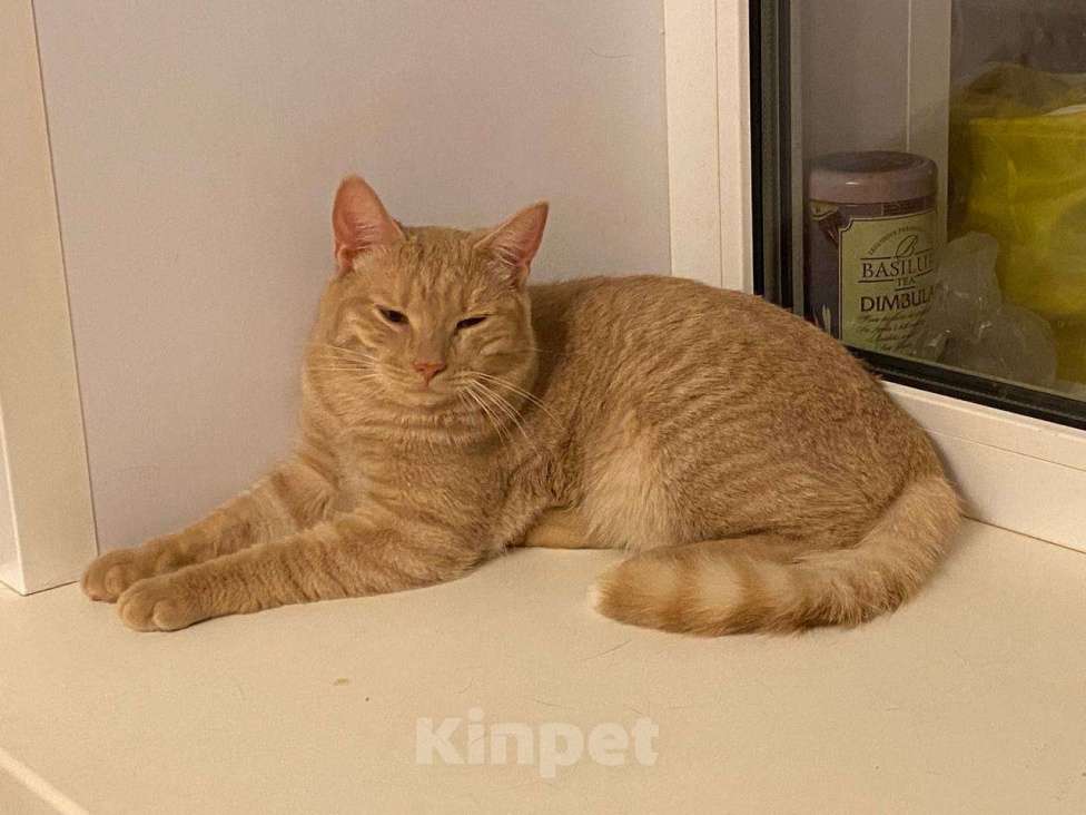 Кошки в Раменском: солнышко с янтарными глазами - котик Рыжик Мальчик, Бесплатно - фото 3