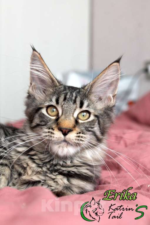 Кошки в Великом Новгороде: Мейн-Кун Девочка Девочка, 5 000 руб. - фото 4