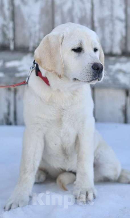 Собаки в Задонске: Девочка Лабрадора Девочка, 65 000 руб. - фото 5