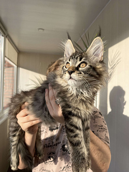 Резервирование котят от титулованных родителей