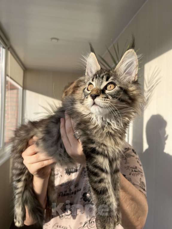 Кошки в Томске: Резервирование котят от титулованных родителей Мальчик, 40 000 руб. - фото 1