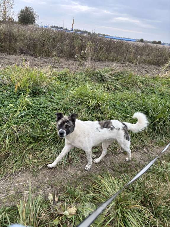 Собаки в других городах Ленинградской области: Метис алабая и кавказской овчарки Мальчик, Бесплатно - фото 2