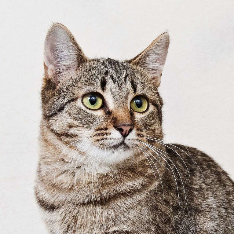 Кошки в Москве: Нежная кошечка Антоновка ищет дом Девочка, Бесплатно - фото 3