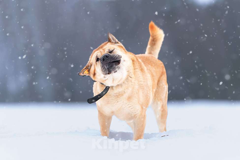 Собаки в Клине: Зоя — самостоятельная собачка Девочка, Бесплатно - фото 7