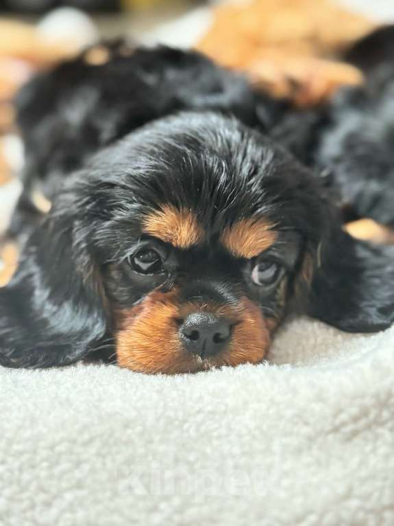 Собаки в Рязани: Продаются очаровательные малыши Кавалер Кинг Чарльз Спаниель Девочка, Бесплатно - фото 3