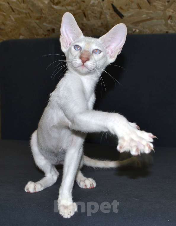 Кошки в Глазове: Хассан Мальчик, 25 000 руб. - фото 5