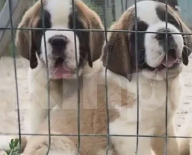 Собаки в Балаково: Бетховен Мальчик, 90 000 руб. - фото 2