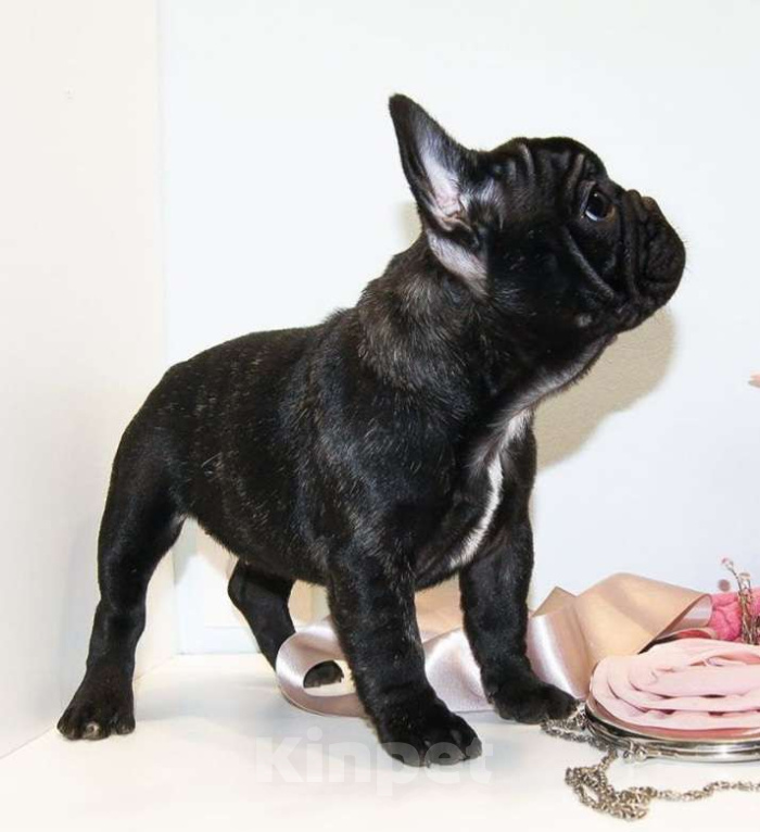 Собаки в Щелково: Французская принцесса Девочка, 80 000 руб. - фото 4