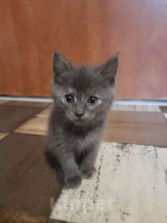 Кошки в Москве: Котята в добрые руки Девочка, Бесплатно - фото 2