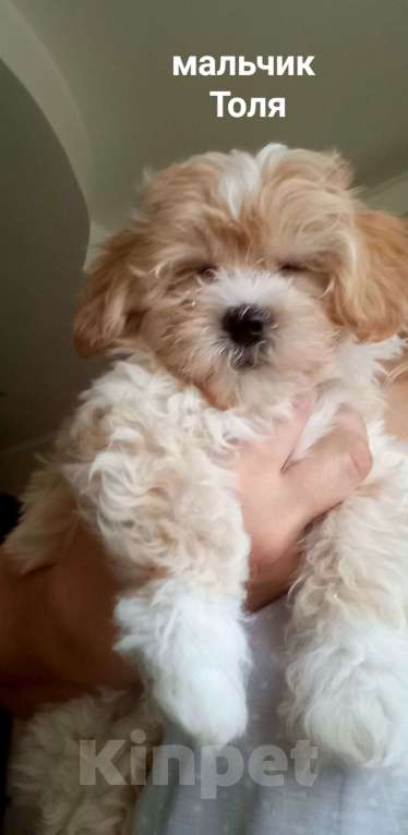 Собаки в других городах Московской области: Толя,мальчик мальтипу Мальчик, 50 000 руб. - фото 2