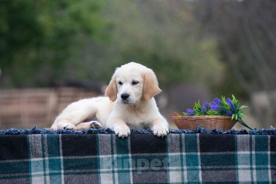 Собаки в Воронеже: Девочка золотистый ретривер  Девочка, 60 000 руб. - фото 2