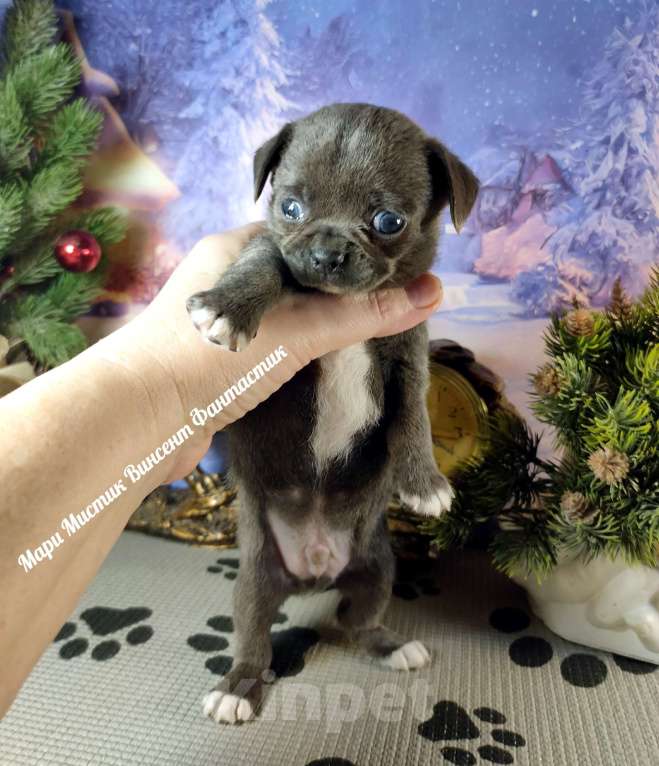 Собаки в Санкт-Петербурге: Голубого окраса щенок чихуахуа Винсент Мальчик, 100 000 руб. - фото 2