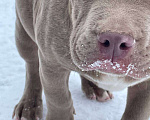 Собаки в других городах Московской области: Американский Булли стандарт Мальчик, 100 000 руб. - фото 7