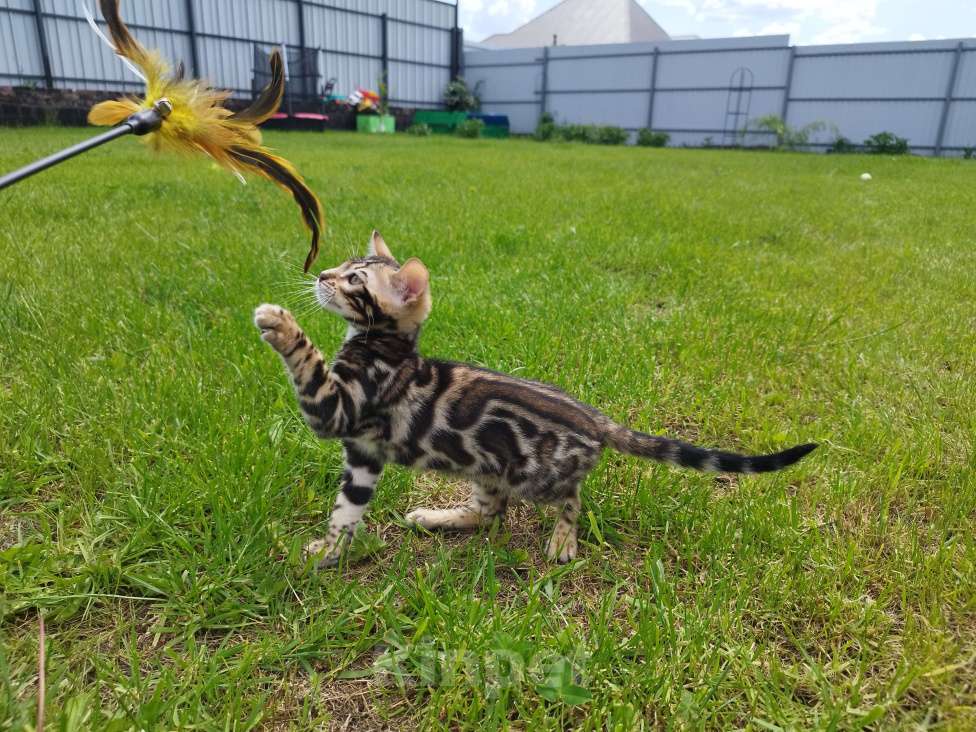 Кошки в Ярославле: Бенгальский  мальчик  Мальчик, 65 000 руб. - фото 9